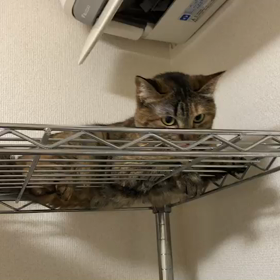 里親様募集中のピーチ姫(桃ちゃん)の画像