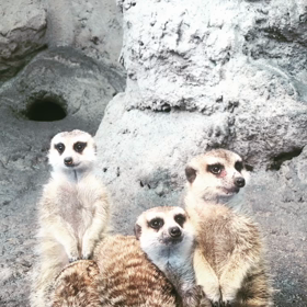 ミーアキャット♡の画像