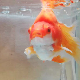 カイちゃん(飯田琉金)の冒険(動画☆BGM付)2019/9/16の画像