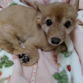 ワンコ虹の橋への画像