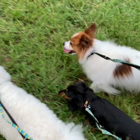 8月27日14わんこと1時間遠足  代々木公園の画像