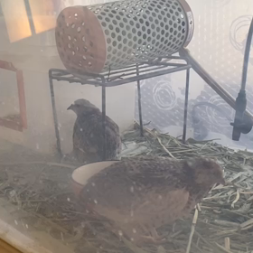 分業制のようです❗（パート１）の画像