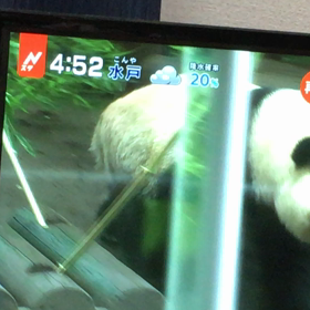 シャンシャンの画像