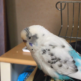 ちょらさんでしたぁ〜、よ❣️の画像