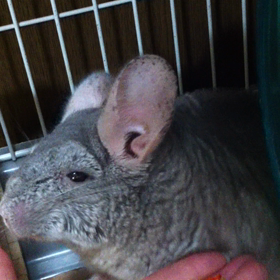 もふ造の得意技…拒否！の画像