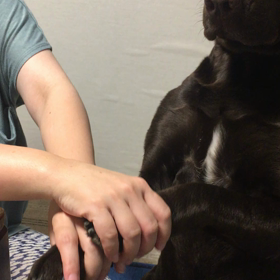 エンドレスお手だなっっっ！の画像