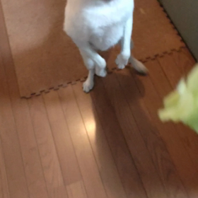 今日のシロくん  2の画像