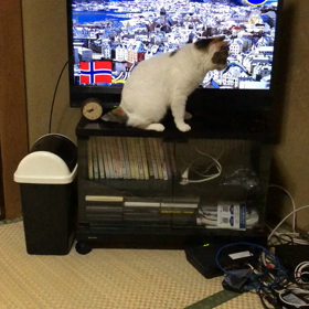 めぐこのプチパニックの画像