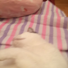 続もふ❤️の画像