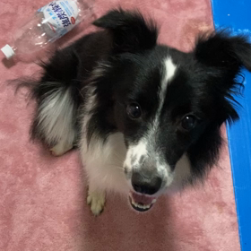 ボーダーコリーを飼う上で大事なこと1の画像