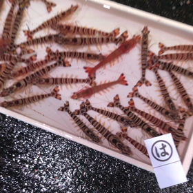 真鯛(桜鯛)が豊漁！の画像