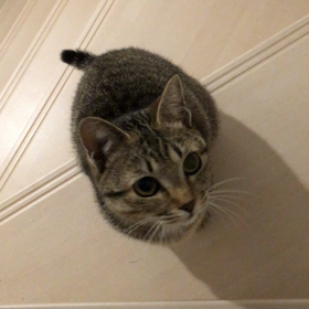 ミィのあそびの画像