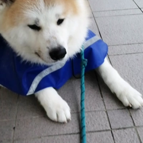 線状降水帯発生の静岡県、昨晩は未明まで激しい雨、一気に400mm降ったとかそれでも、早朝は小雨。の画像