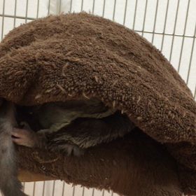 体が柔らかいマルちゃんの画像