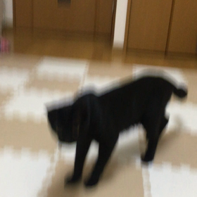 ジャンピングたぴの画像