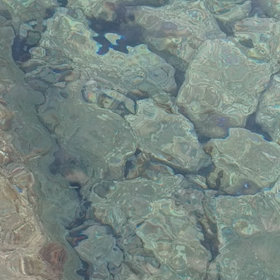 0822アオリ新子の画像