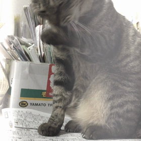 まる子のグルーミングタイムの画像