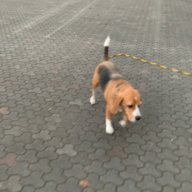 やる気はおやつの画像