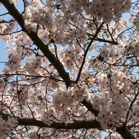 桜が満開！の画像