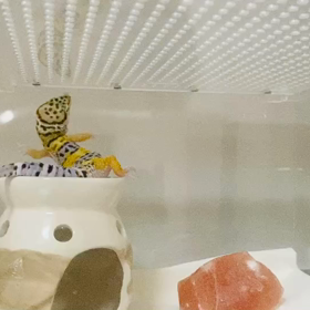 お外に行きたいの？の画像