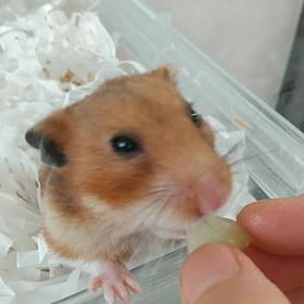 ハムスターも美味しい食べ物には目がないの画像