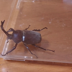 カブトムシ見つけた(☆ω☆)の画像