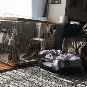 キラリの可愛い脱走劇の画像