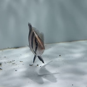 特価リアルバンド！の画像