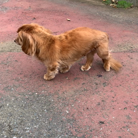 全裸のレオの画像