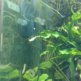 頸ぃ〜(´Д｀)の画像