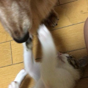 やっぱりチップ君を忘れない。チップ君が残した血痕。の画像