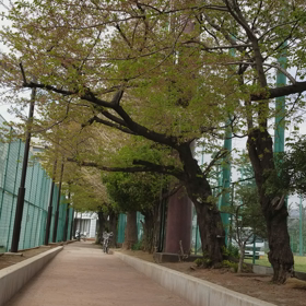 有栖川公園でのテニス。の画像