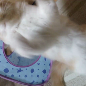 気になる…の画像