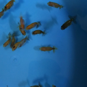 ひと段落？の画像