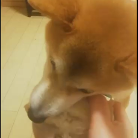 クリスマスプレゼントに嬉しそうな顔！の画像