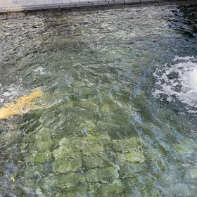 イルカみたいに泳ぐ鯉の画像