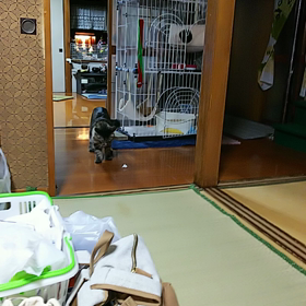 君は犬かい？の画像