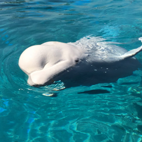 白イルカの画像