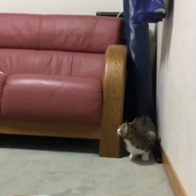 先住猫デールと新入り子猫マリーの攻防戦！一日中休みの今日は！の画像