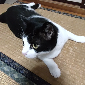 イペーヤンVSゲードスの画像