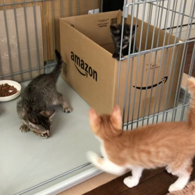 華音のチビちゃん 大暴走！の画像