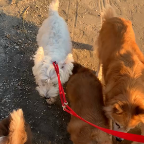 11月6日11わんこと1時間30分遠足　　お台場の画像