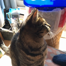 よし子、お手！( ✧Д✧) ｶｯ!!の画像