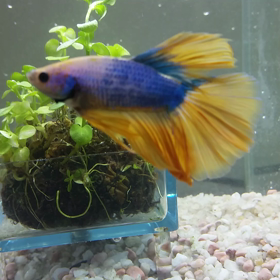 新人さん(*´∀`)♪の画像