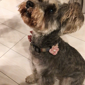 おやつ好きの画像