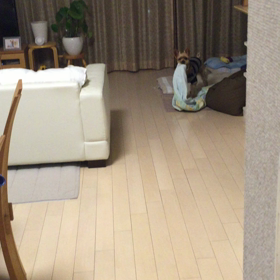 お気に入りのブランケット⁉️の画像