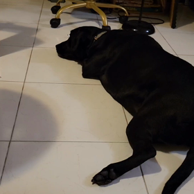 4/4/22　今日のジャコたん　歌う犬の画像