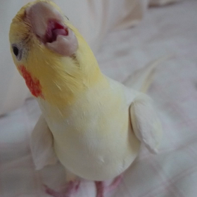 癒やしのじかんの画像