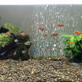 うちの水槽　メンバー紹介の画像