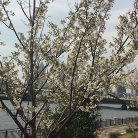 ミリィタンと桜の画像